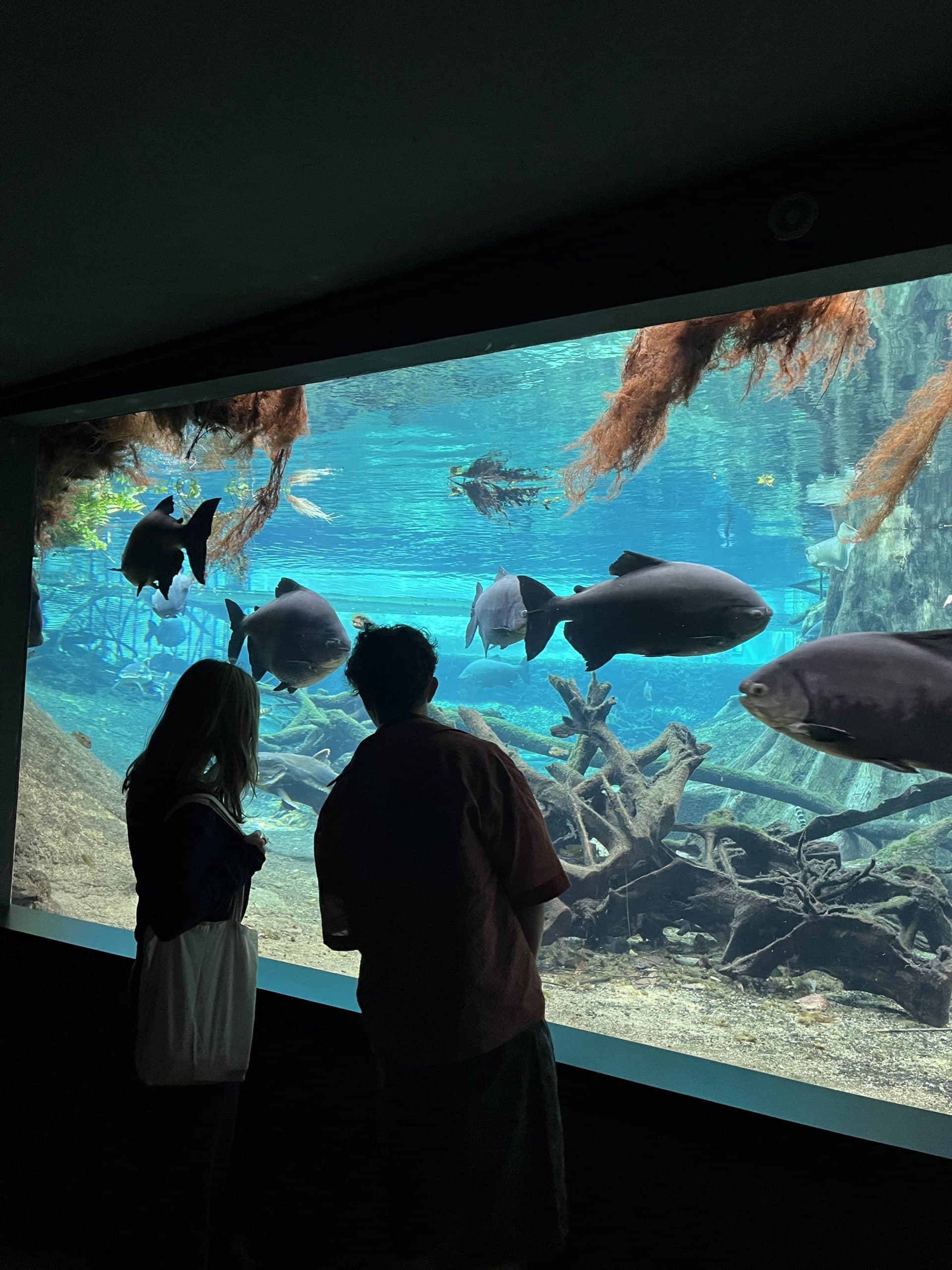 Marine Biology (Oxbridge in Barcelona)