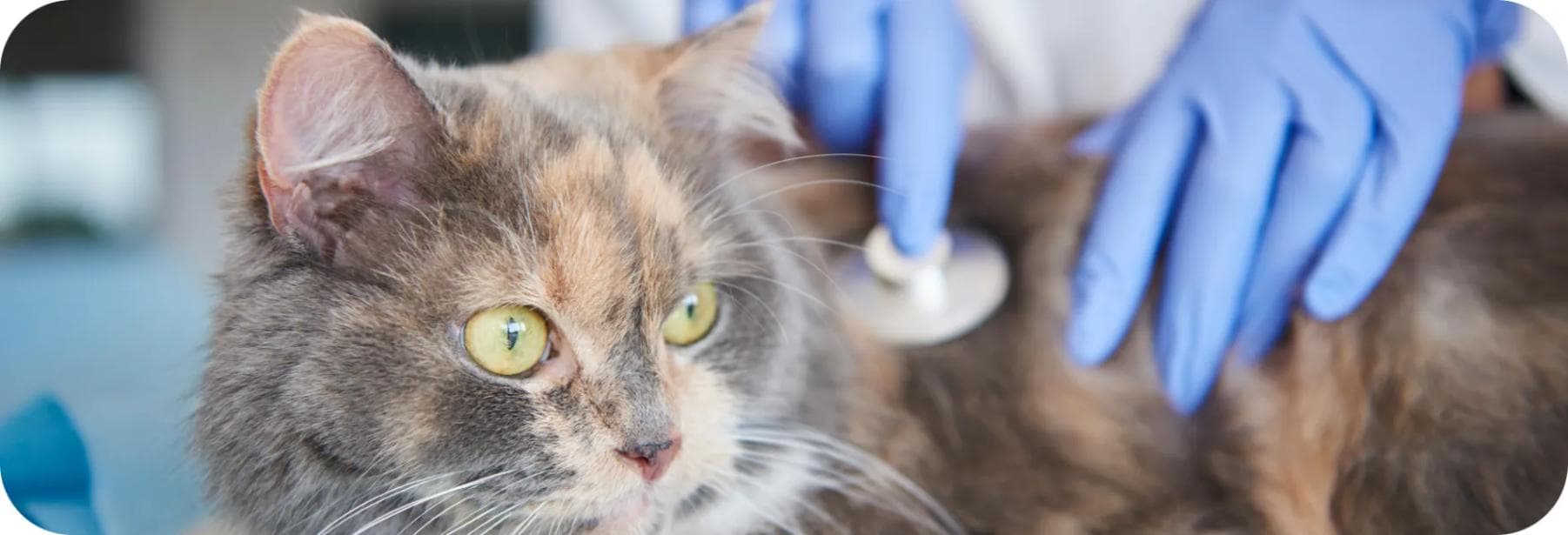 Veterinary Studies in Sydney for Ages 13–15