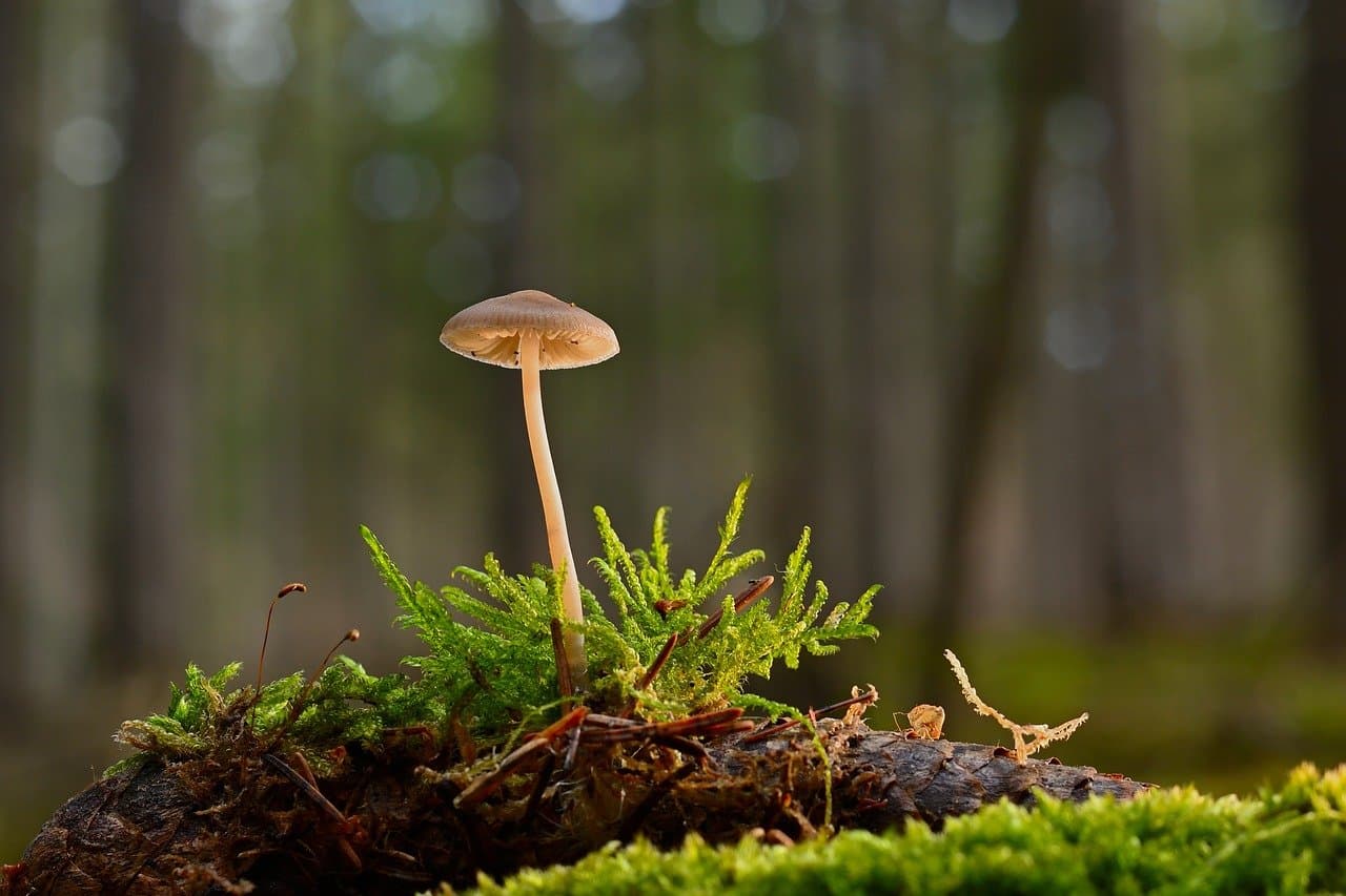 Best Summer Schools For The Climate And Sustainability
