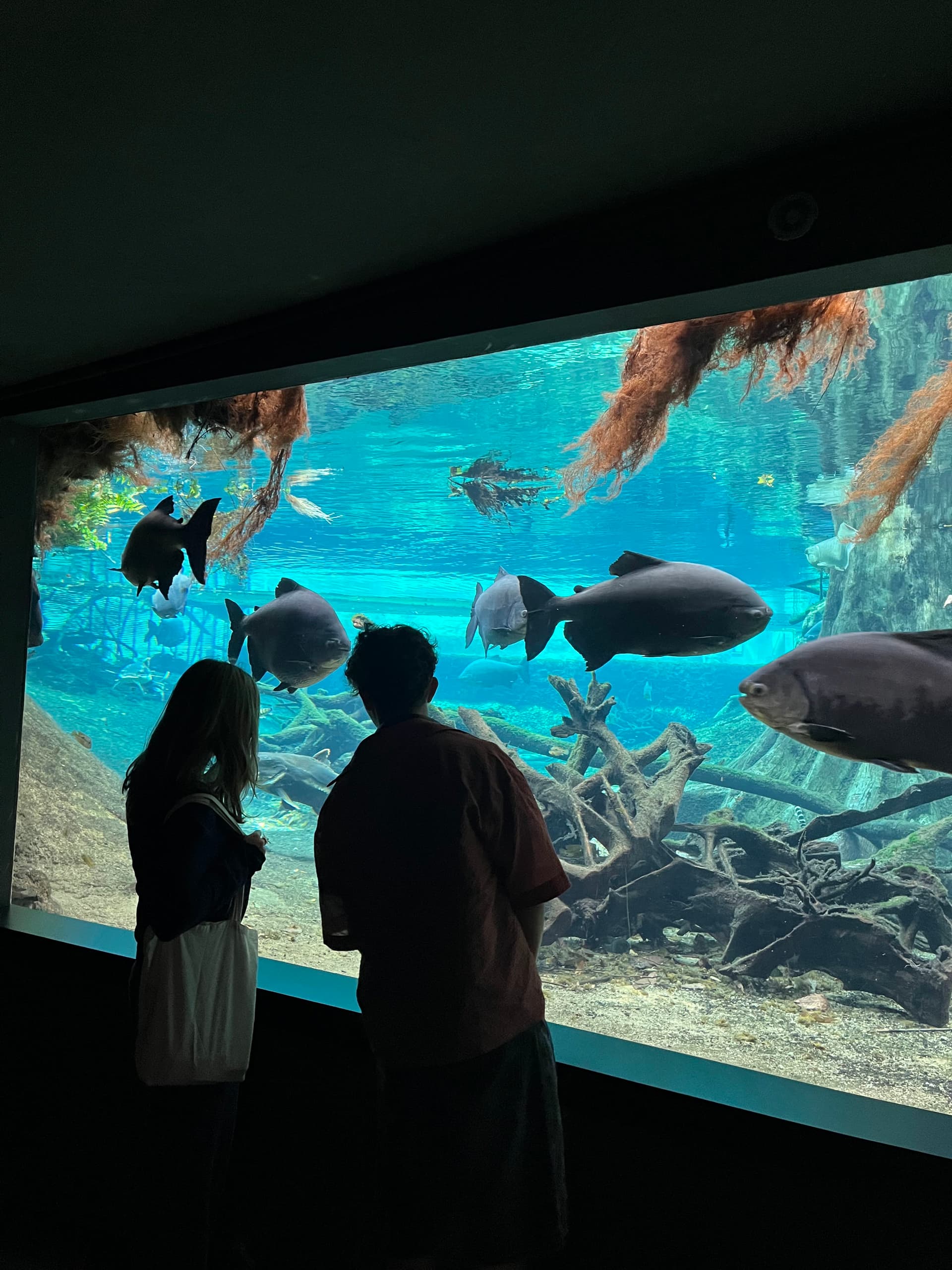 Marine Biology Summer Course in Barcelona Ages 15–18